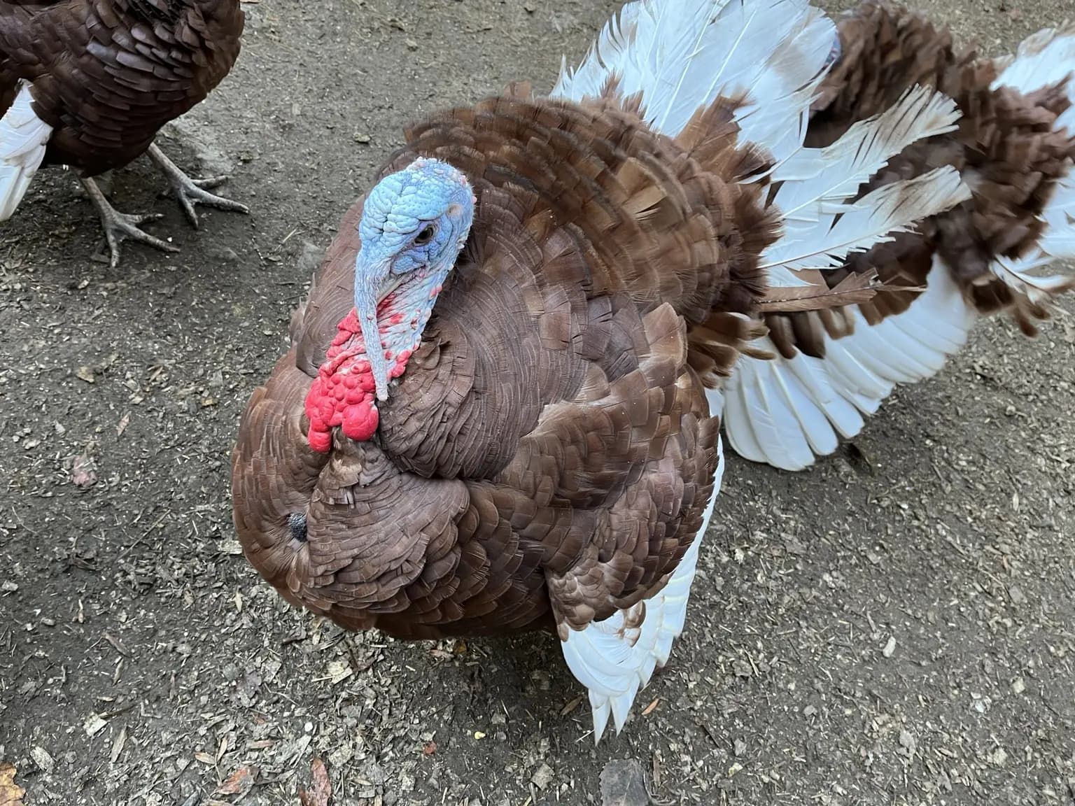 A mature Bourbon Red turkey displaying his feathers