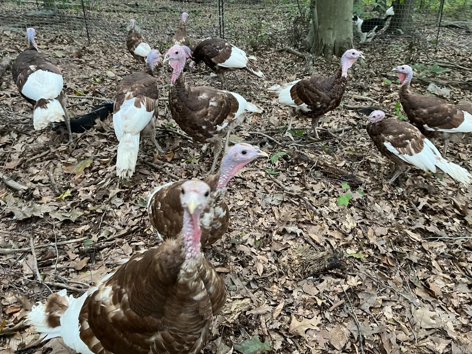 A flock of Bourbon Red turkeys foraging among leaves at Stone Cave Hill