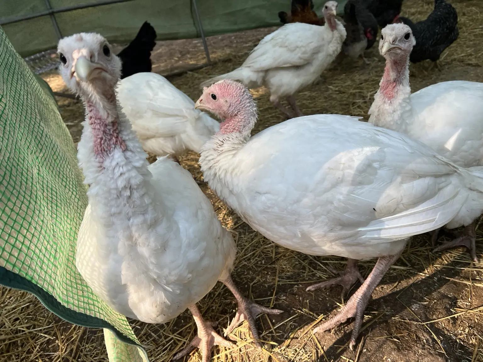 A group of young turkeys in their shaded shelter